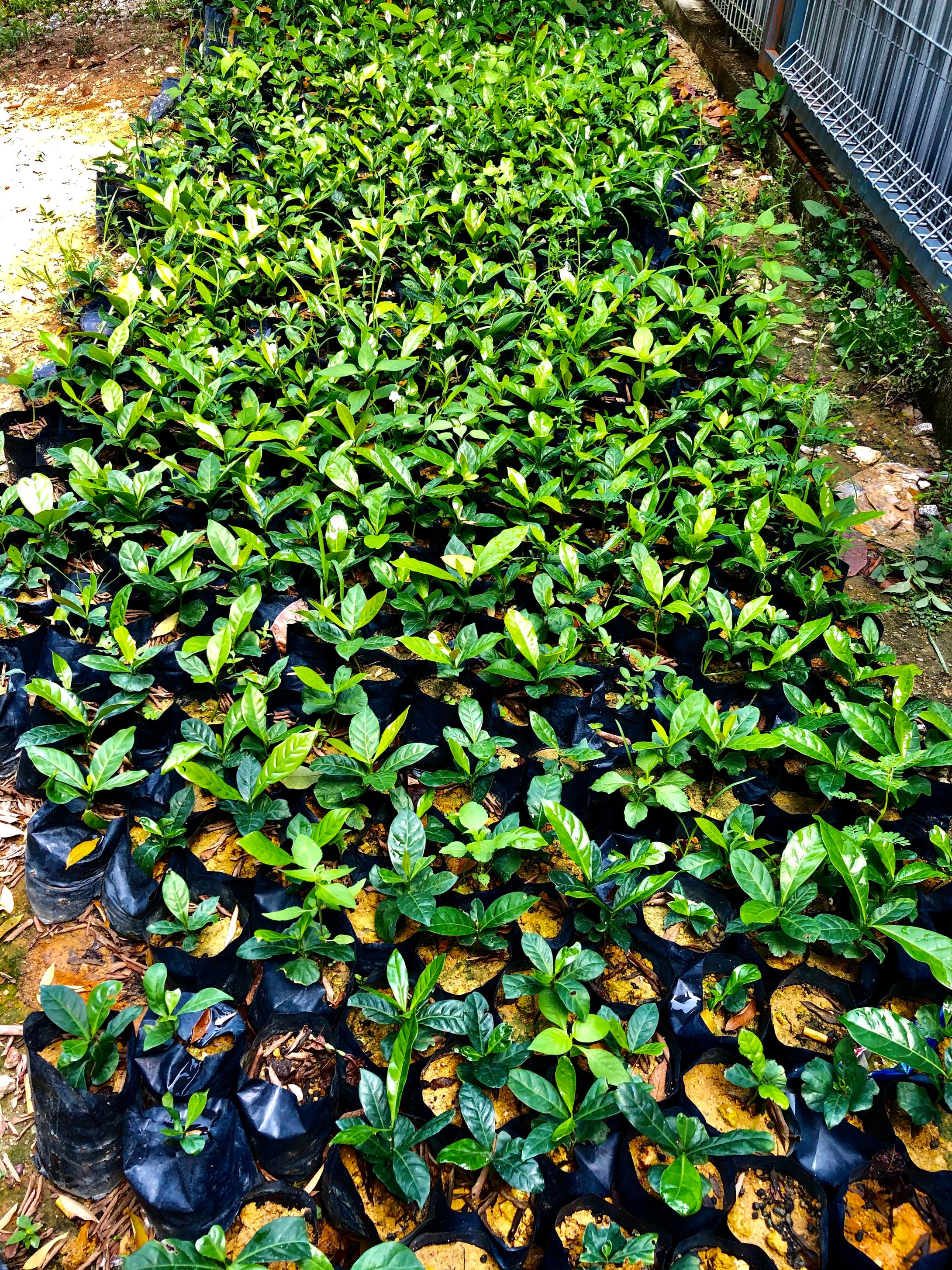 Coffee Plant