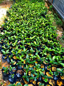Coffee Plant