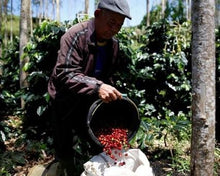 Load image into Gallery viewer, JAMBI LIBERICA, INDONESIA